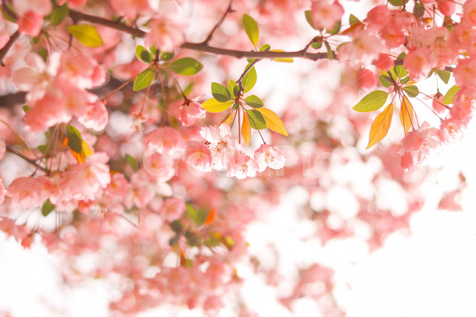 봄,꽃,벚꽃,분홍색,핑크색,핑크,4월,봄,계절,spring,season,식물,자연,plants,nature,꽃,flower,감성,sensible,feeling,휴식,힐링,rest,relaxation,healing,색깔,색상,색채,색감,color sense,color sensitivity,feeling of color,plant,leaf,잎