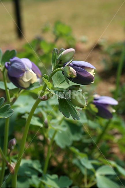 하늘매발톱,봄,봄날,봄풍경,감성,spring,flower,공원,풍경,식물,새싹,잎,초록,꽃,보라,봄,계절,spring,season,식물,자연,plants,nature,꽃,flower,plant,blossom