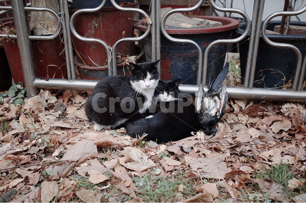 고양이,길냥이,길고양이,cat,streetcat,동물,animal,포유류,mammal,고양이,cat,kitten,kitty