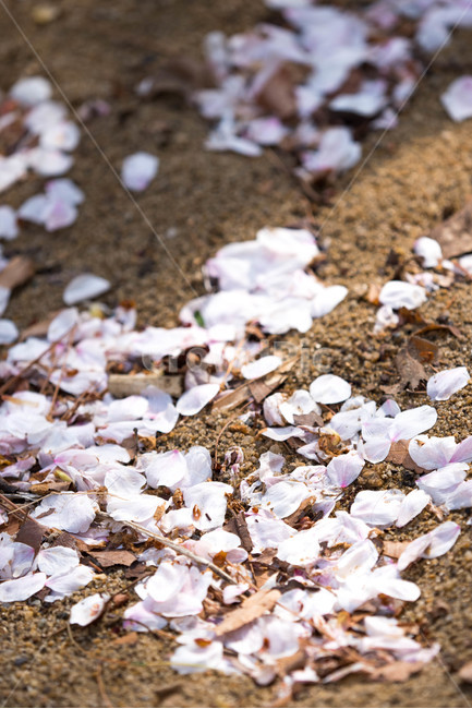 꽃,자연,벚꽃,봄,아름다움,봄,계절,spring,season,꽃,flower,nature