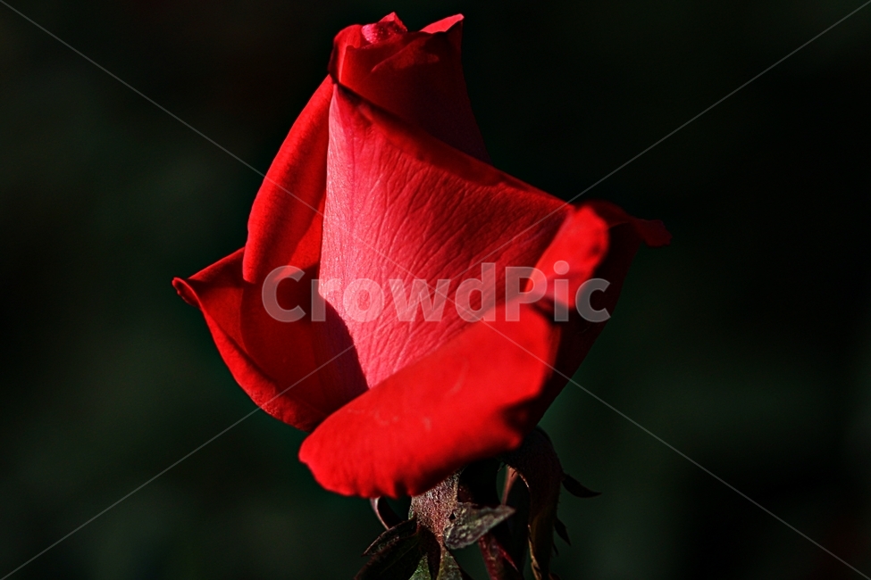 장미,꽃,축제,봄,공원,고백,식물,자연,plants,nature,꽃,flower