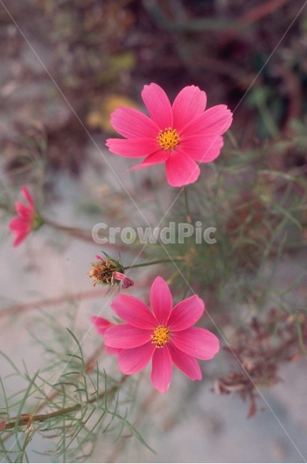 plant,식물,flower,petal,꽃잎,제라늄,geranium,꽃,blossom,코스모스,식물,자연,plants,nature,꽃,flower