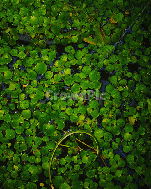 연못,어두운연못,보정,초록색연못,어두움,식물,자연,plants,nature