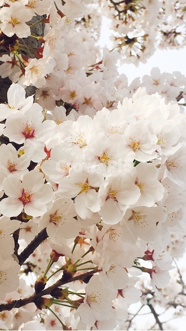 꽃,식물,자연,flower,nature,분홍색,분홍,pink,흰색,white,봄,spring,벚꽃,꽃송이,꽃나무,blossom,봄,계절,spring,season,식물,자연,plants,nature,꽃,flower,plant,cherry blossom