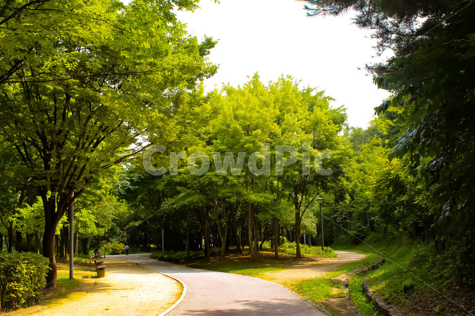 나무,숲,산책,힐링,자연,식물,여름,tree,forest,walk,healing,nature,plants,summer,계절