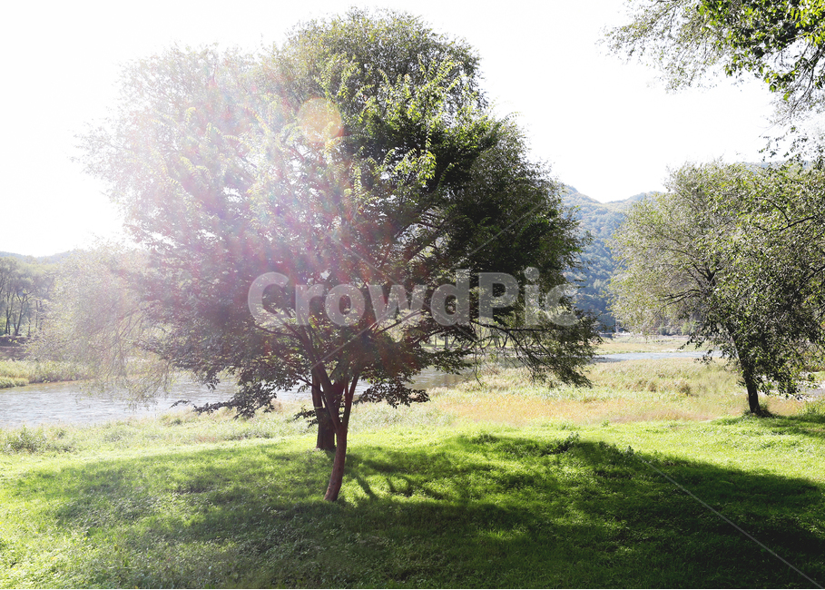 나무,숲,공원,휴식,소풍,나들이,자연,풍경,nature,landscape,식물,plants,나무,trees,wood,휴식,힐링,rest,relaxation,healing,tree,plant,tree trunk,나무 줄기
