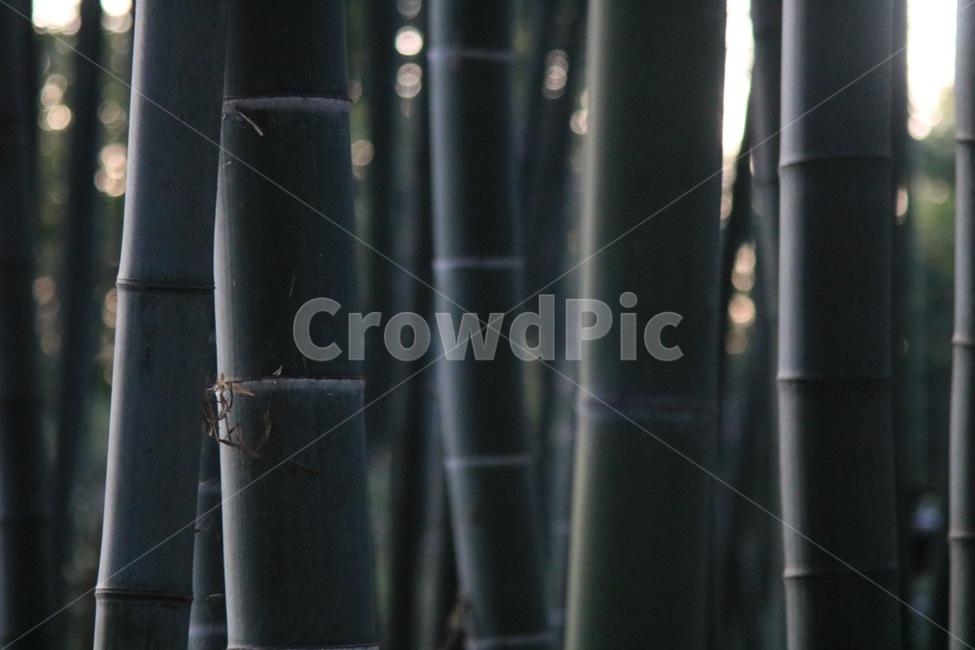 대나무,담양,수목원,bamboo,판다,텍스처,질감,패턴,texture,pattern