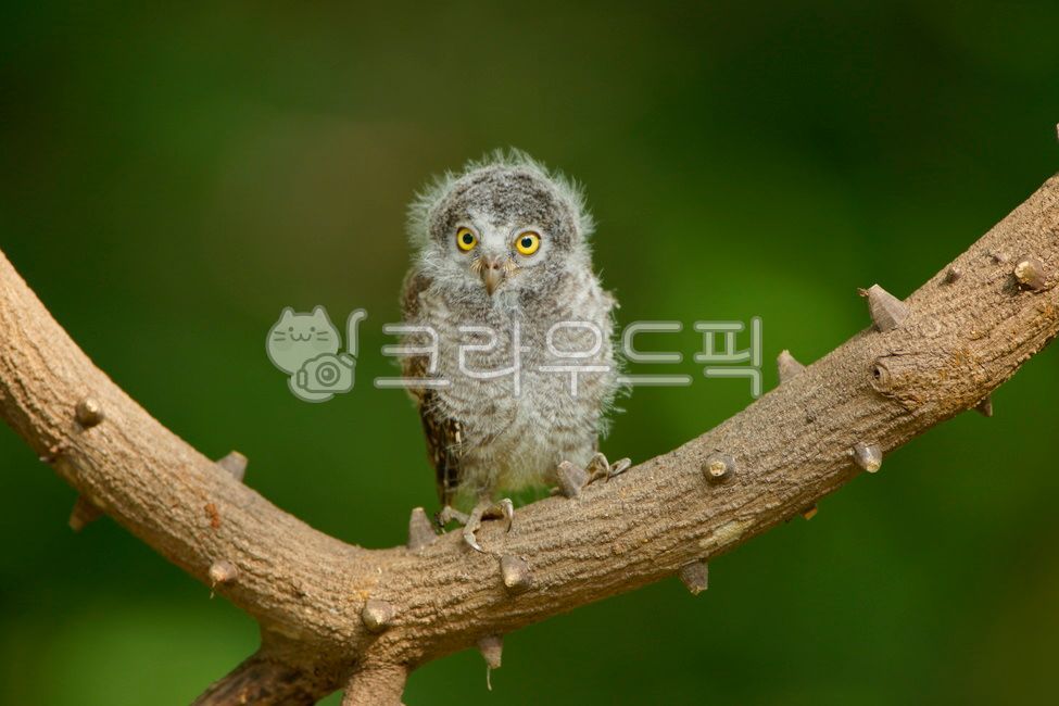 소쩍새,접동새,야생,새,조류,야행성,bird
