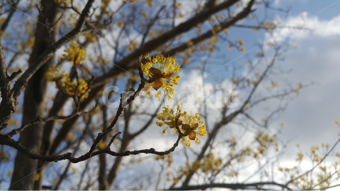 산수유,나무가지,하늘,봄,꽃,구름,산수유나무,노란꽃,spring,branch,flower,sky,cloud,yellow,season,자연,nature,풍경,봄,계절,spring,season,식물,자연,plants,nature,꽃,flower,plant
