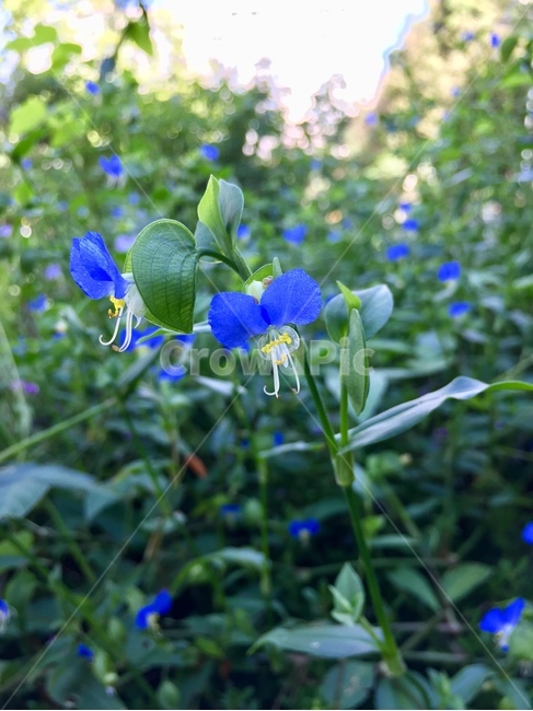 닭의장풀,달개비,야생화,꽃,식물,자연,flower,nature,plants,식물,자연,plants,nature,꽃,flower