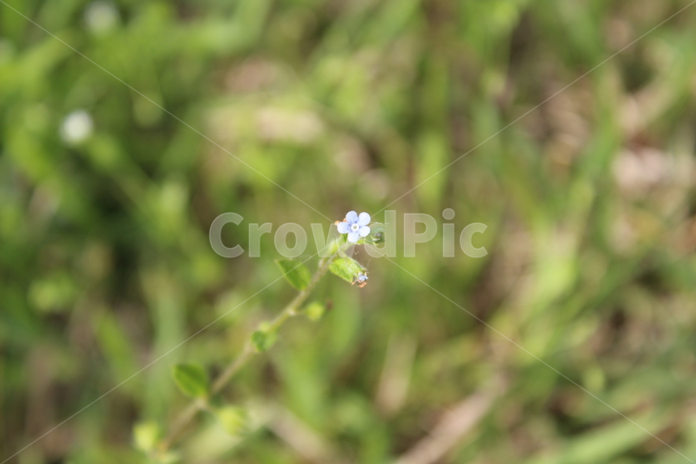 야생화,들꽃,들에핀꽃,야생꽃,작은꽃,칼라풀,식물,자연,plants,nature,꽃,flower