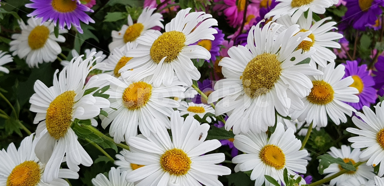 가을,국화,들국화,꽃,꽃축제,식물,자연,plants,nature,꽃,flower