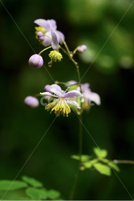 식물,자연,꽃,야생화,여름,summer,season,plants,flower,식물,자연,plants,nature