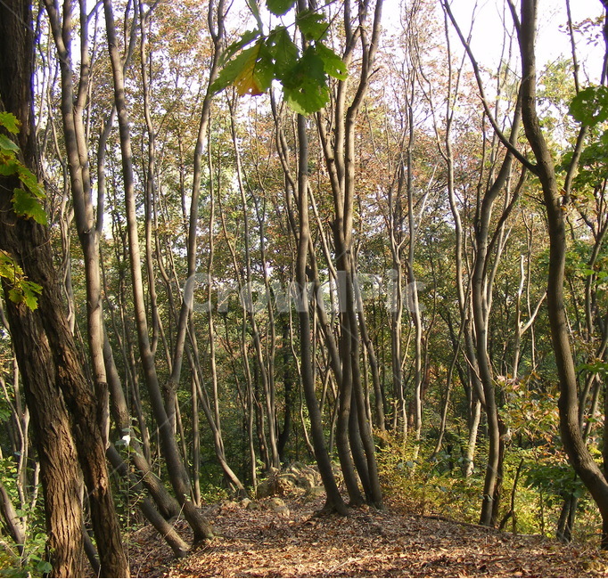 나무,단풍,오솔길,자연,plant,식물,나무줄기,햇빛,나뭇잎,숲,tree