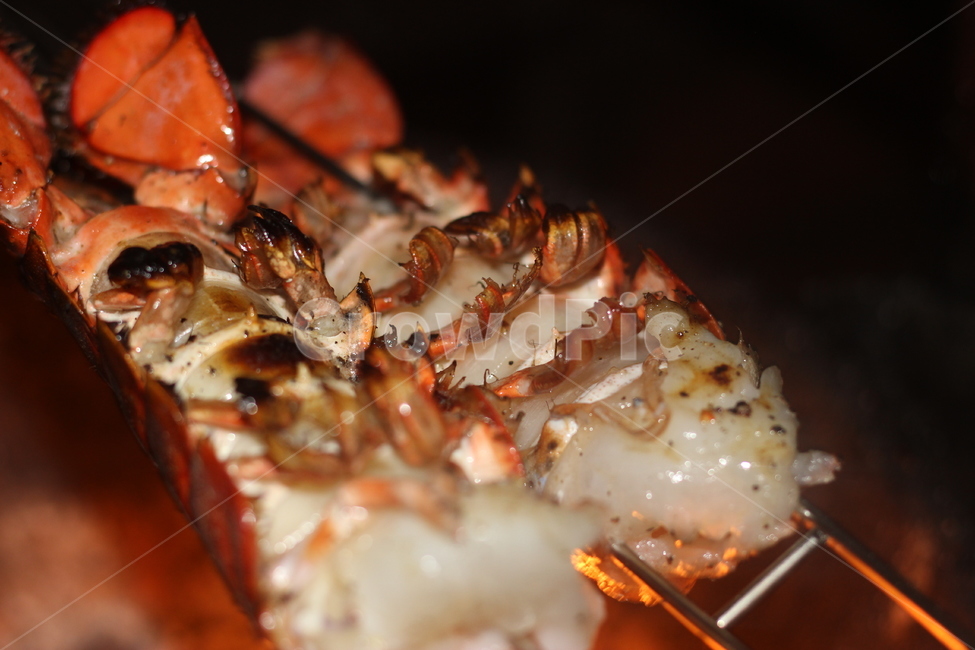 lobster,랍스터,food,음식,해물,seafood,음식,식재료,요리,food,cook,meal,dishes,food reserves