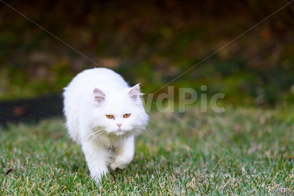 고양이,고양이사진,감성,동물,야옹이,동물,animal,포유류,mammal,고양이,cat,kitten,kitty