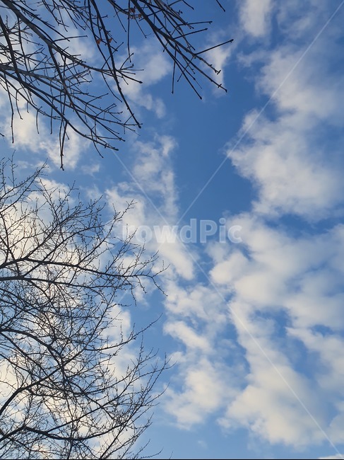 하늘,구름,나뭇가지,자연,푸른하늘,sky,맑은날씨