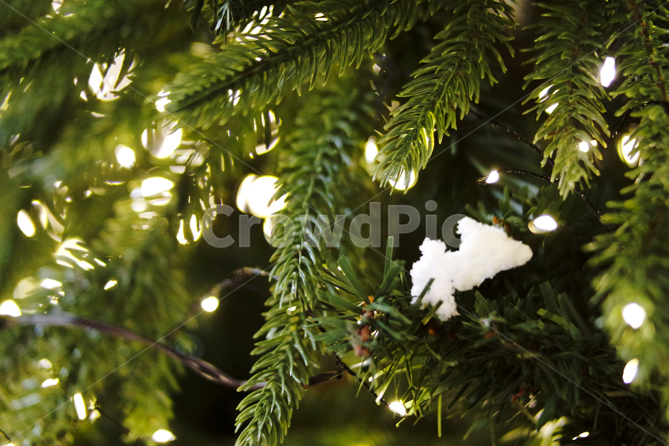 bokeh,backdrop,bright,christmasbackground,green,particle,vivid,tree,christmaslights,evergreen,크리스마스,보케,겨울,계절,winter,season