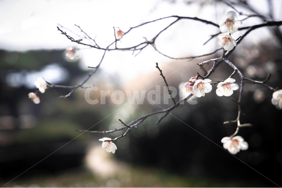매화,꽃,나무,배경,벚꽃,봄,계절,spring,season,식물,자연,plants,nature,꽃,flower,plant