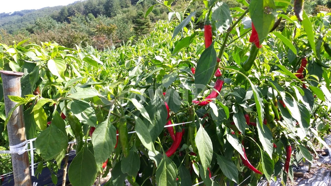 chili,고추,고추밭,ahotpepperfield,홍고추