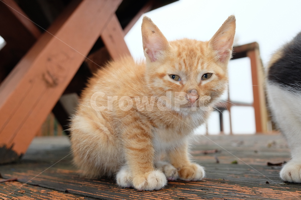 새끼고양이,고양이새끼,아기고양이,새끼냐옹이,애기고양이,동물,animal,포유류,mammal,고양이,cat,kitten,kitty