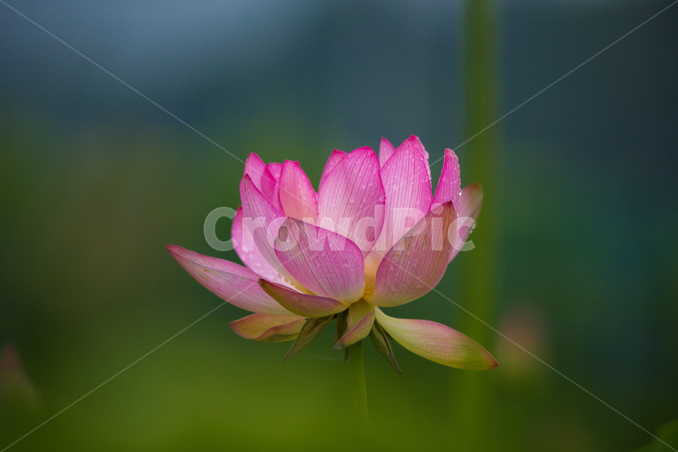 연꽃,고고함,함안,아라연꽃,아라홍련,식물,자연,plants,nature,꽃,flower