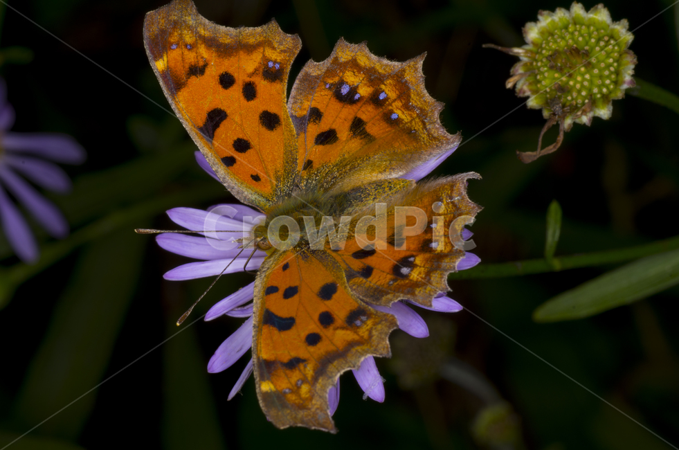 네발나비,나비,꽃,여름꽃,감성,자연,계절,접사,곤충,벌레,insect,bug