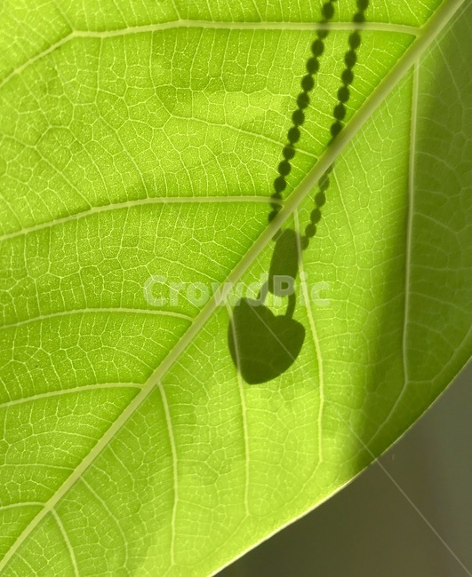 잎,목걸이,초록색,그림자,하트,나뭇잎,실루엣,햇빛,necklace,leaf,green,shadow,hearts,silhouette,sunshine,식물,자연,plants,nature