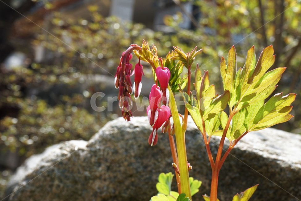 금낭화,bleedingheart,분홍,빨강,역광,꽃,식물,flower,bloom,pink,plant,floral,beautiful,식물,자연,plants,nature