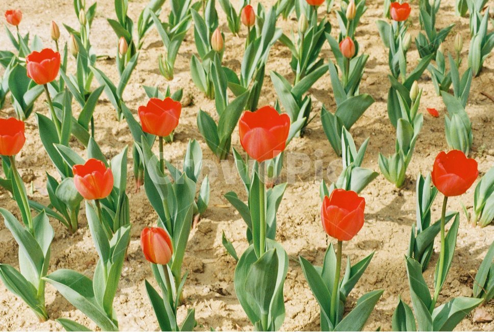튤립,꽃,자연,flower,식물