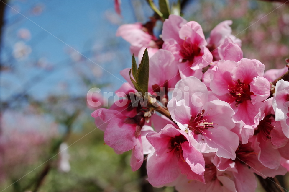 꽃,봄,풍경,식물,나무,식물,자연,plants,nature,꽃,flower