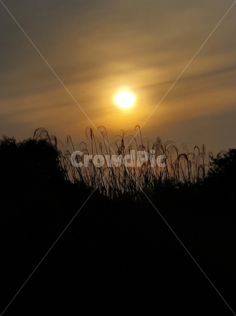 갈대,석양,nature,자연,옥외,outdoors,감성