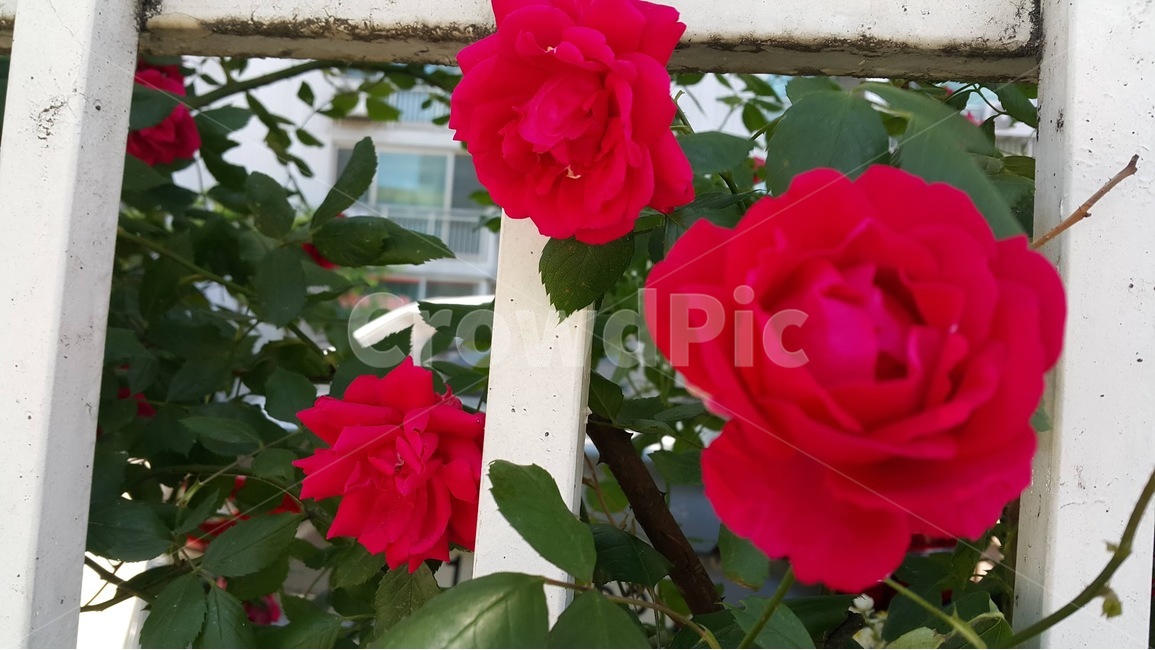 blossom,plant,식물,rose,장미,flower,꽃,redrose,빨강장미,식물,자연,plants,nature,꽃,flower