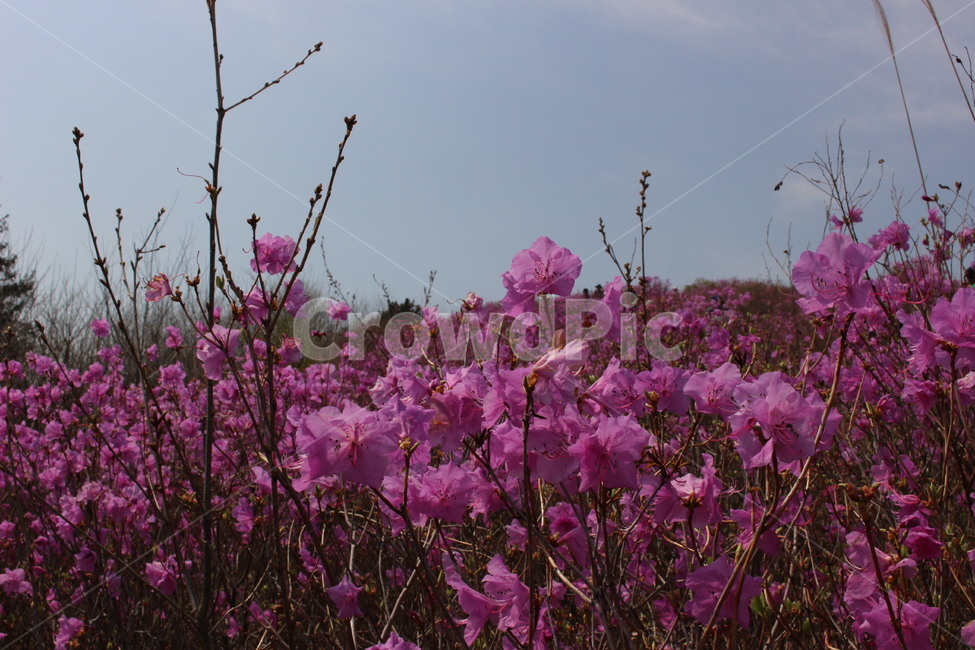 진달래,영취산,봄,꽃밭,향기,자연,생화,식물,자연,plants,nature,꽃,flower