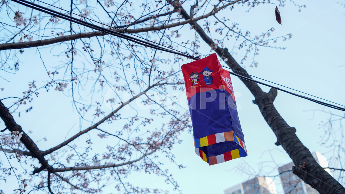 flower,봄,꽃,벚꽃,감성,서울,spring,나무,봄,계절,spring,season,한국전통,한국문화,korean traditional,korean culture,flag,깃발
