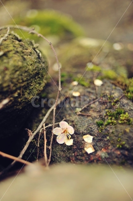 	구례,현천마을,산수유마을,매화꽃,매화엔딩,감성사진,매화,식물,자연,plants,nature,꽃,flower