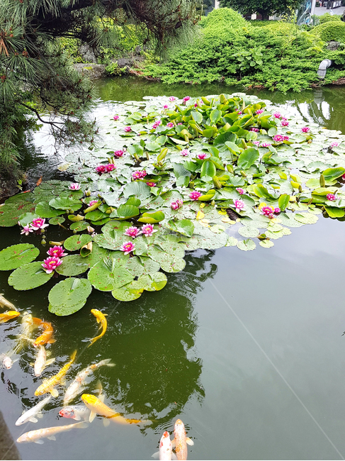nature,물,water,자연,연못,잉어,연꽃,outdoors,flower,plant,식물,자연,plants,nature