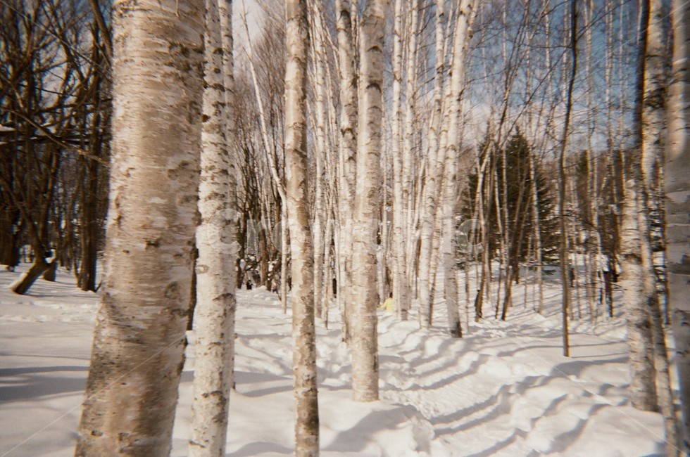 나무,눈,외국,감성,필름카메라,겨울,계절,winter,season,자연,풍경,nature,landscape,tree,plant,식물,vegetation,초목