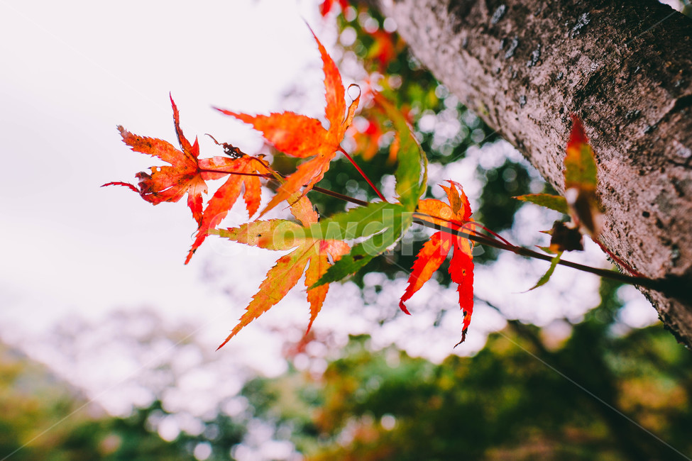 풍경,배경,가을,단풍,등산,전라도,내장산,background,scenery,autumn,maple,mountain,계절,fal,lseason,자연,nature,landscape,한국자연풍경,한국자연경관,koreanaturelandscape,한국전통,한국문화,koreantraditional,koreanculture,사람들,대중,군중,other,people,crowd,물들다,반영,백암사,오색,명소,배경화면,가을,계절,fall,autumn,season,식물,자연,plants,nature,감성,sensible,feeling,plant,leaf,잎,tree,나무