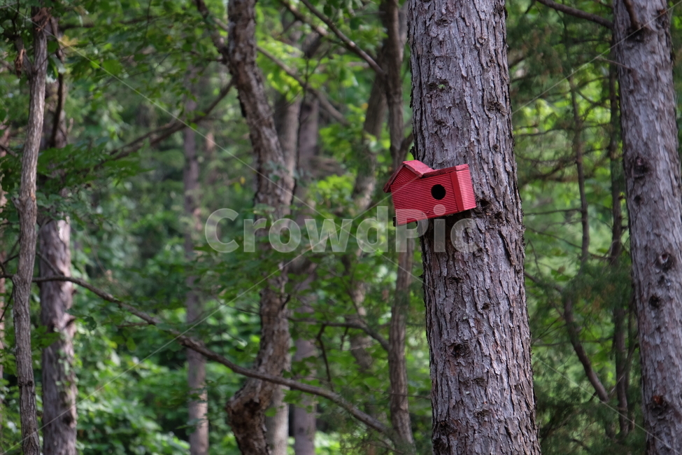 새집,빨간,자연,식물,나무,솔,소나무,새,집,red,붉은,plant,nature,tree,house,bird,산,mountain,식물,자연,plants,nature,나무,trees,wood