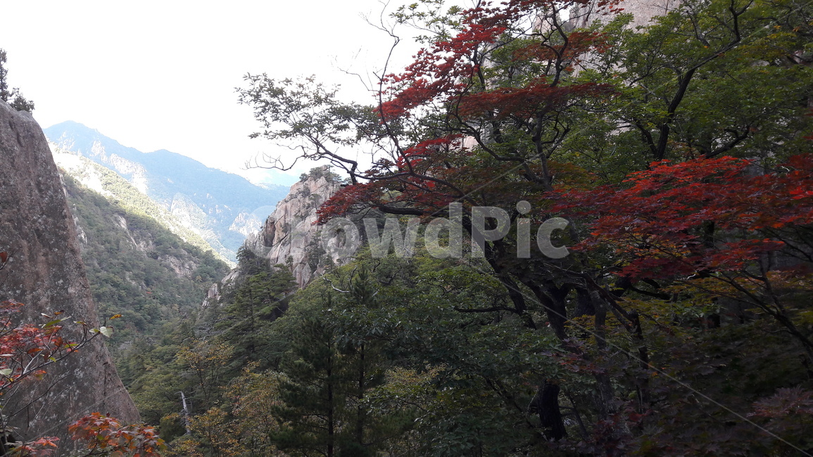 설악산,용아장성,단풍,암벽,가을,봉정암,가을,계절,fall,autumn,season,자연,풍경,nature,landscape,한국자연풍경,한국자연경관,korea nature landscape,outdoors,옥외,plant,식물,tree,나무