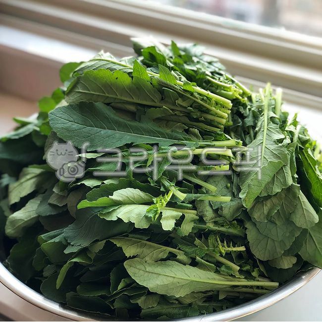 Adding young radish kimchi,Yeolmu,ayoungradish,vegetable,trimming young radish