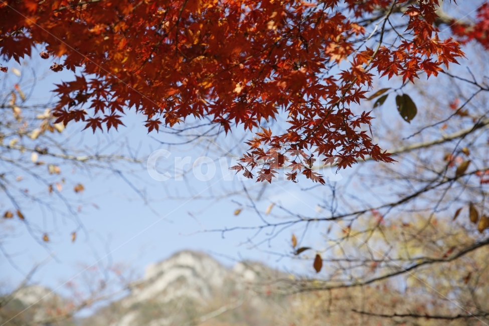 가을,낙엽,가을사진,단풍,은행,하늘,풍경,풍경사진,감성사진,감성,landscape,단풍놀이,출사,가을,계절,fall,autumn,season,식물,자연,plants,nature,leaf,잎,plant,tree,나무