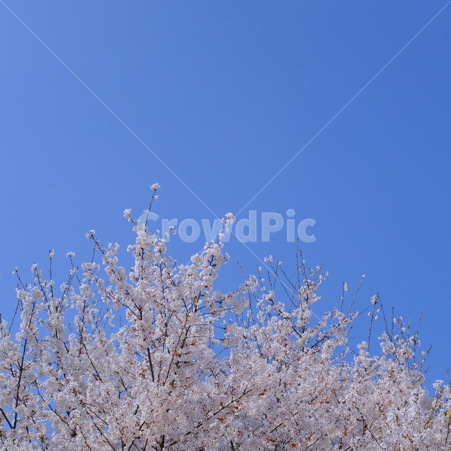 nature,outdoors,옥외,벚꽃,벚꽃나무,계절,봄,개화,자연,나들이,blossom,flower,spring,plant
