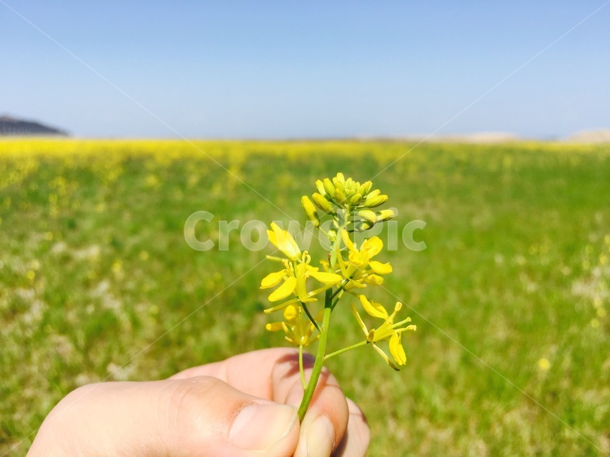 language of flowers,yellow flower,rape flower,jollity,flower