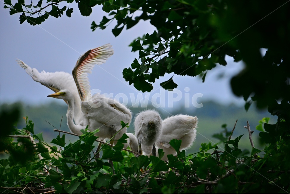 animal,동물,bird,새,egret,백로,백로육추,육추,waterfowl,물새,stork,황새,동물,animal,조류,새,birds