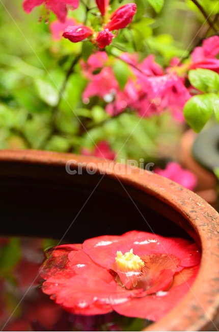 동백꽃,꽃,붉은,비,flower,red,rain,식물,자연,plants,nature,꽃,flower
