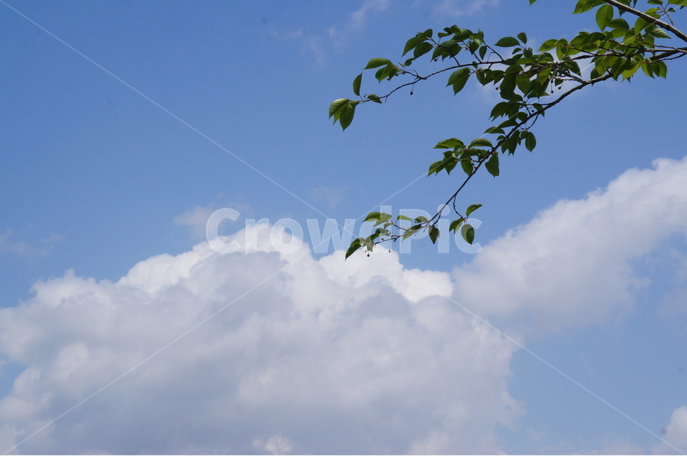 흰구름,파랑하늘,연두나무잎,바람,봄,자연,풍경,nature,landscape,식물,plants,weather,날씨,outdoors,옥외