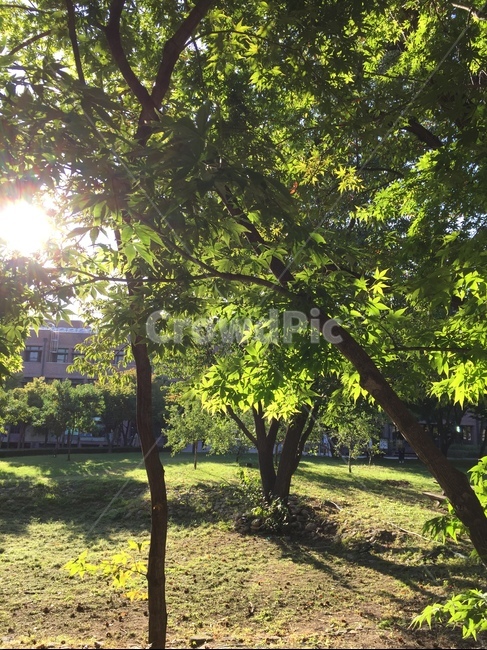 교정,숲,풍경,봄,tree,나무,plant,식물,나무줄기,treetrunk