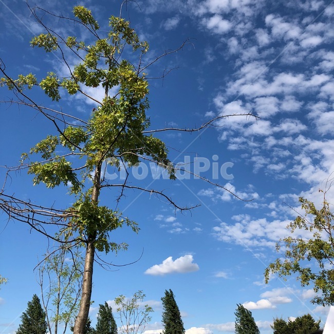 구름,하늘,나무,blue,자연,자연,풍경,nature,landscape,tree,plant,식물